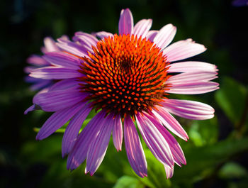 Close-up of pink flower