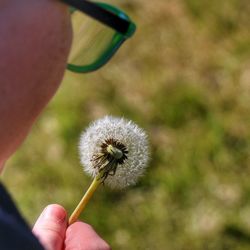 Close-up of cropped hand holding dandelion