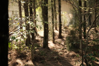 Trees growing on field in forest