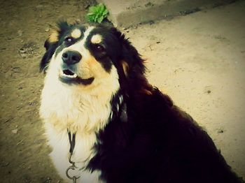 Close-up portrait of dog