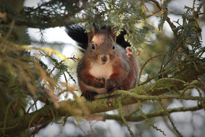 Low angle view of squirrel on tree