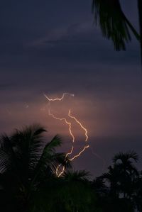 Silhouette palm trees against sky at night