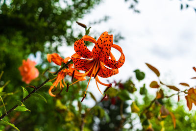 Close-up of red flower on plant