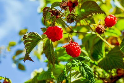 Close-up of red berries growing on tree