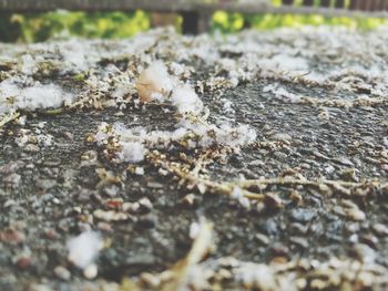 Close-up of lizard on road