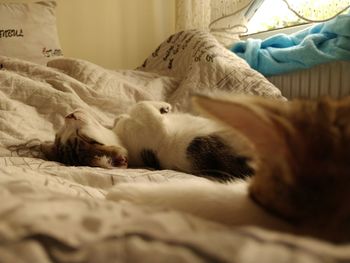 Cat sleeping on bed at home