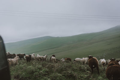 Cows grazing on field against sky