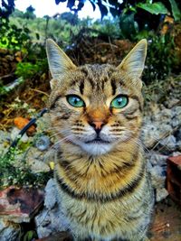 Portrait of cat outdoors