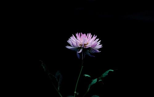 Close-up of purple flower blooming against black background