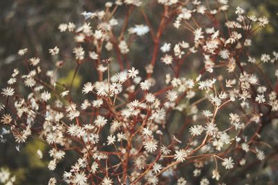 Close-up of flowers