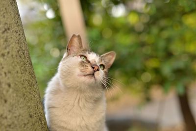 Close-up of cat by wall