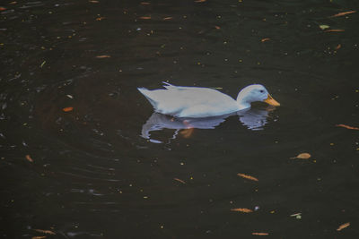 High angle view of swan swimming in lake