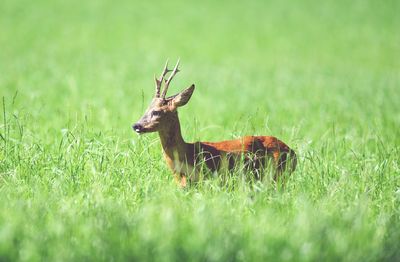 View of deer on field