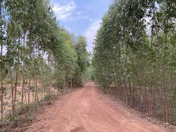 Dirt road along trees and plants