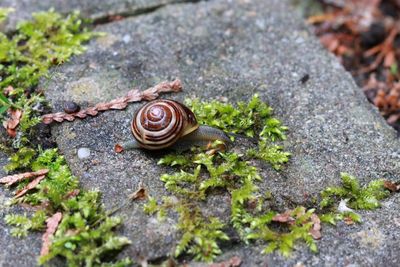 Close-up of snail on rock