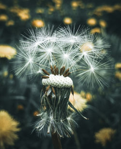 Close-up of dandelion on plant