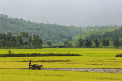 Scenic view of agricultural field