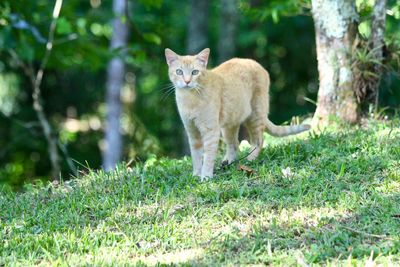 Portrait of ginger cat lying on grass