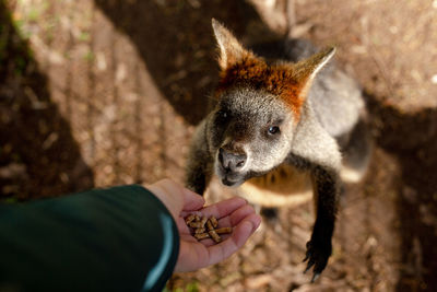 Close-up of hand holding stick