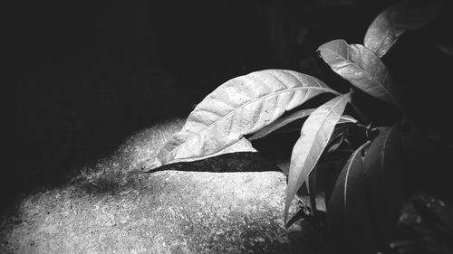 Close-up of butterfly on leaves