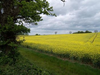 Scenic view of field against cloudy sky