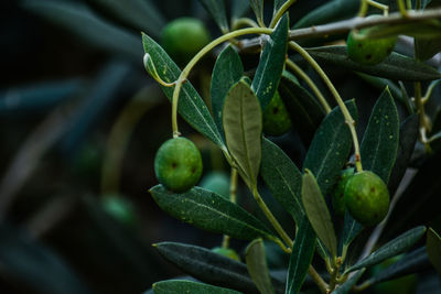 Close-up of berries growing on tree