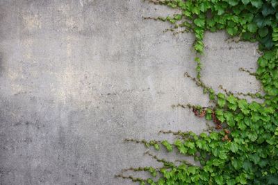 Full frame shot of ivy growing on wall