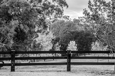 Scenic view of trees against sky