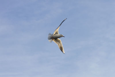 Low angle view of seagull flying in sky