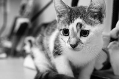 Close-up portrait of cat