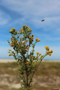 Low angle view of butterfly on plant