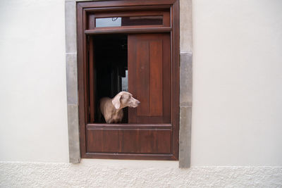 View of a dog looking through window