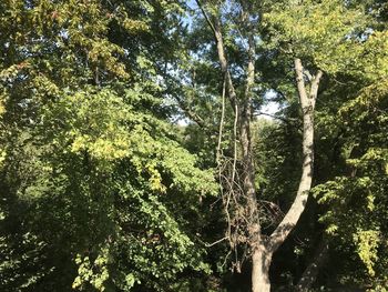 Low angle view of trees in forest