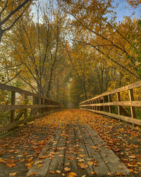 Sunlight falling on footpath during autumn