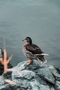 Bird perching on rock by lake