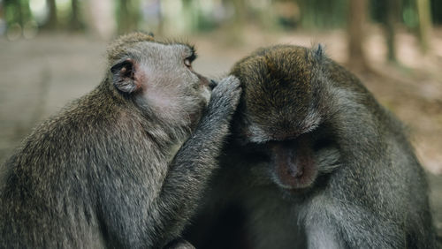 Monkeys sitting outdoors