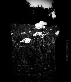 Close-up of white flowering plant on field