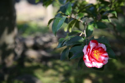 Close-up of red flower blooming outdoors