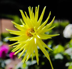 Close-up of yellow flower blooming outdoors