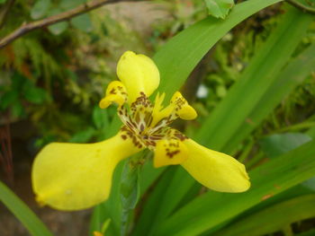 Close-up of yellow flower