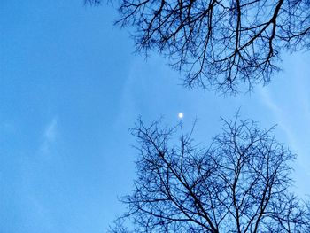 Low angle view of bare tree against blue sky