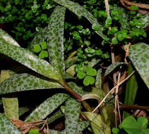 Close-up of plants