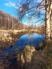 Reflection of bare trees in lake