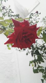 Close-up of red rose flower