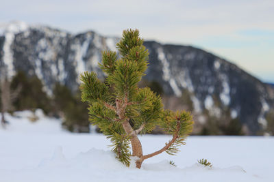 Little pine coming out of the snow horizontal. nature and vegetation concept