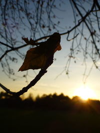 Close-up of silhouette leaves on branch against sky during sunset