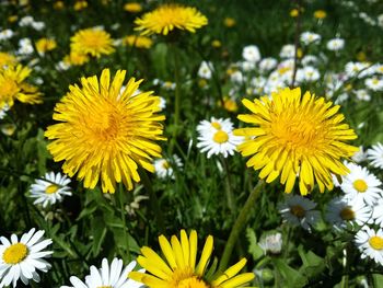 Close-up of daisy flowers blooming in field