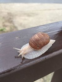 Close-up of snail