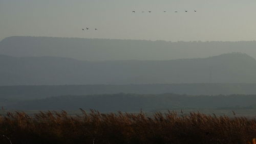 View of birds on land against sky