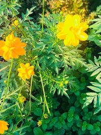 High angle view of yellow marigold blooming outdoors